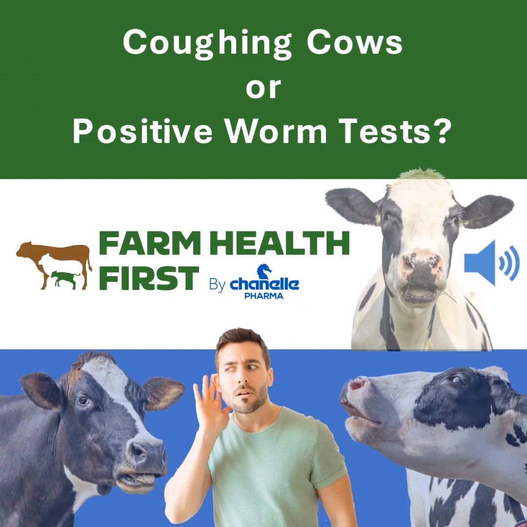 Coughing Cows Or Positive Worm Tests Part 1 Weekly View Farm coughing-cows-or-positive-worm-tests-part-1-weekly-view-farm